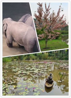 雲南哪些植物園，探尋自然綠意中的生物多樣性樂園